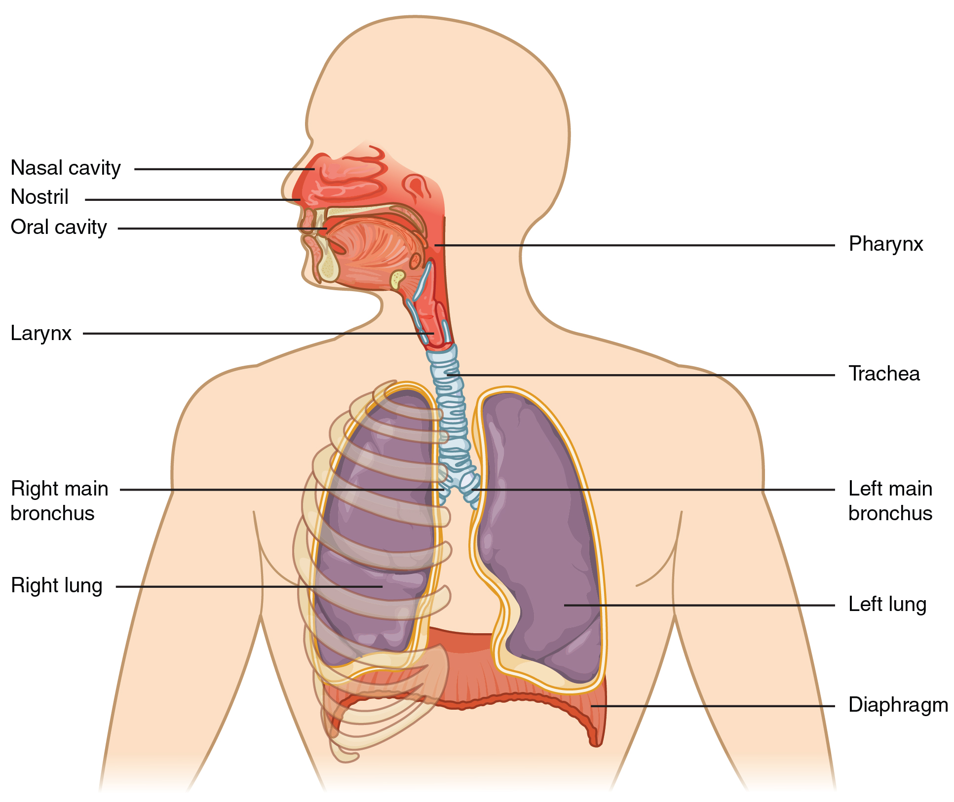 The major respiratory structures span the nasal cavity to the diaphragm. This figure shows the upper half of the human body. The major organs in the respiratory system are labeled.