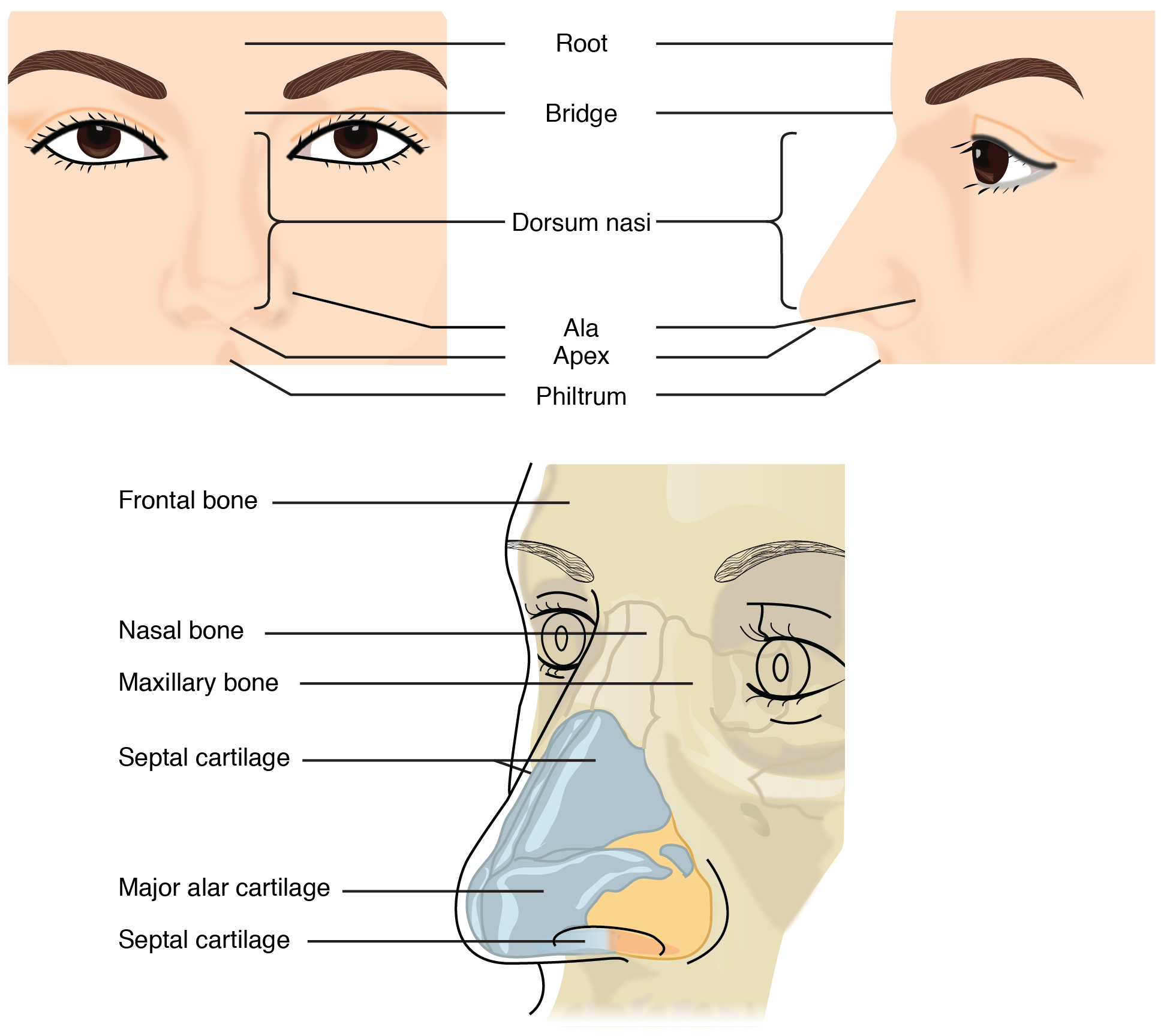 This illustration shows features of the external nose (top) and skeletal features of the nose (bottom). This figure shows the human nose. The top left panel shows the front view, and the top right panel shows the side view. The bottom panel shows the cartilaginous components of the nose.