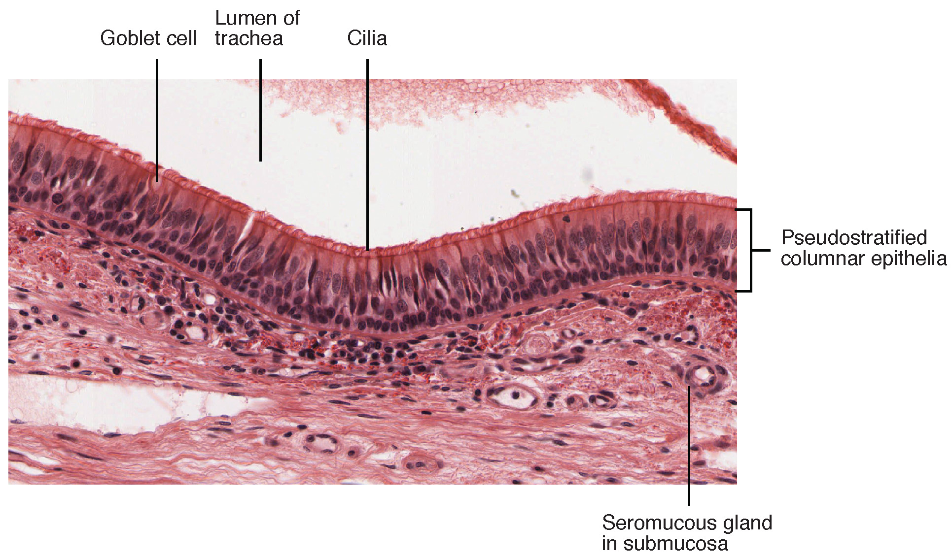Respiratory epithelium is pseudostratified ciliated columnar epithelium. Seromucous glands provide lubricating mucus. LM × 680. (Micrograph provided by the Regents of University of Michigan Medical School © 2012) This figure shows a micrograph of pseudostratified epithelium.