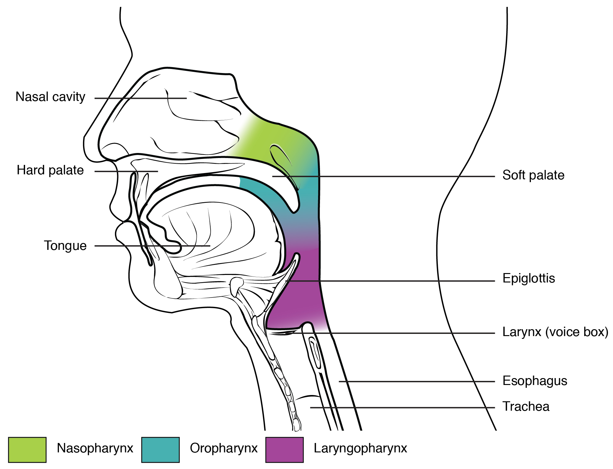 The pharynx is divided into three regions: the nasopharynx, the oropharynx, and the laryngopharynx. This figure shows the side view of the face. The different parts of the pharynx are color-coded and labeled.
