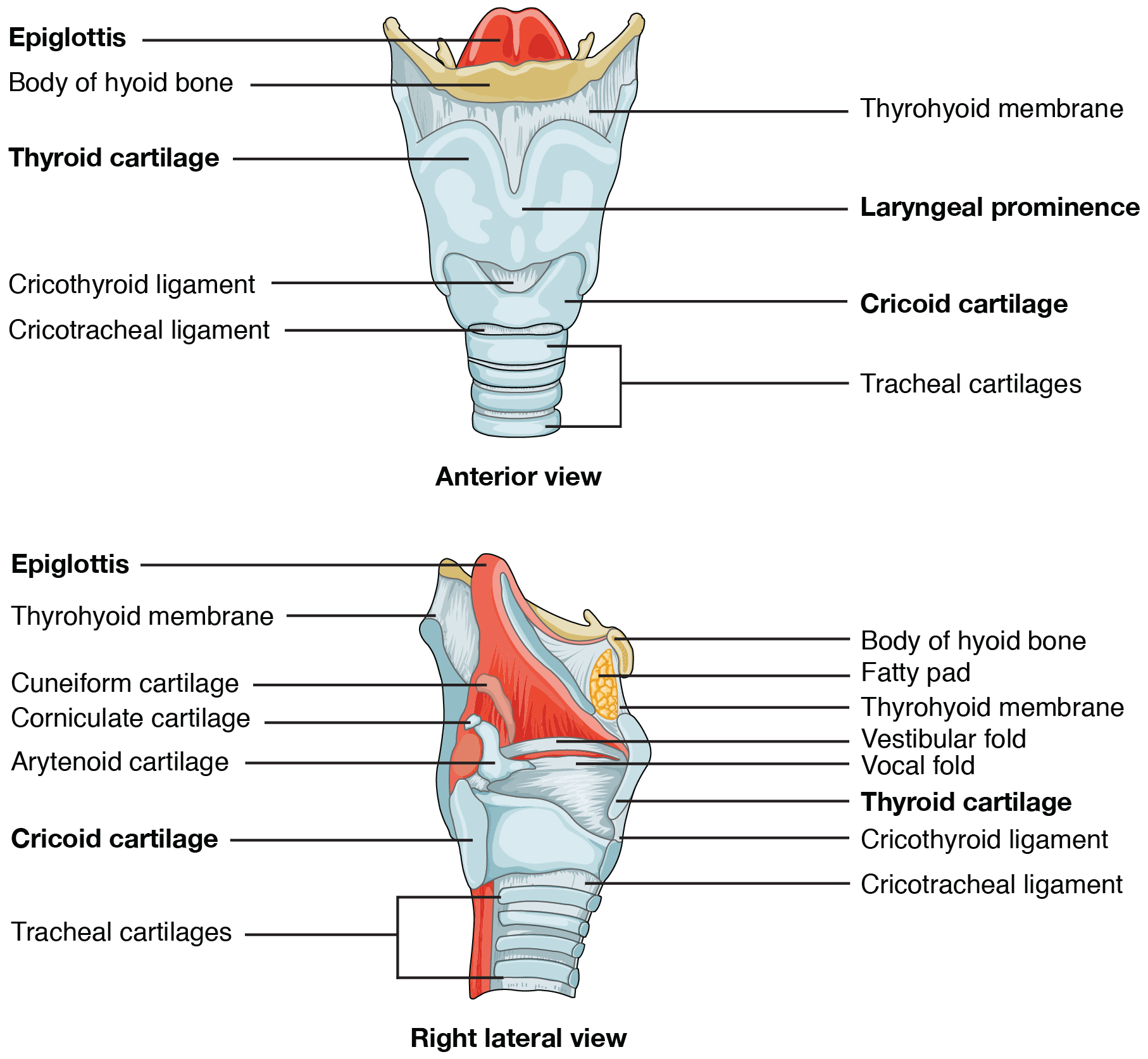 The larynx extends from the laryngopharynx and the hyoid bone to the trachea. The top panel of this figure shows the anterior view of the larynx, and the bottom panel shows the right lateral view of the larynx.