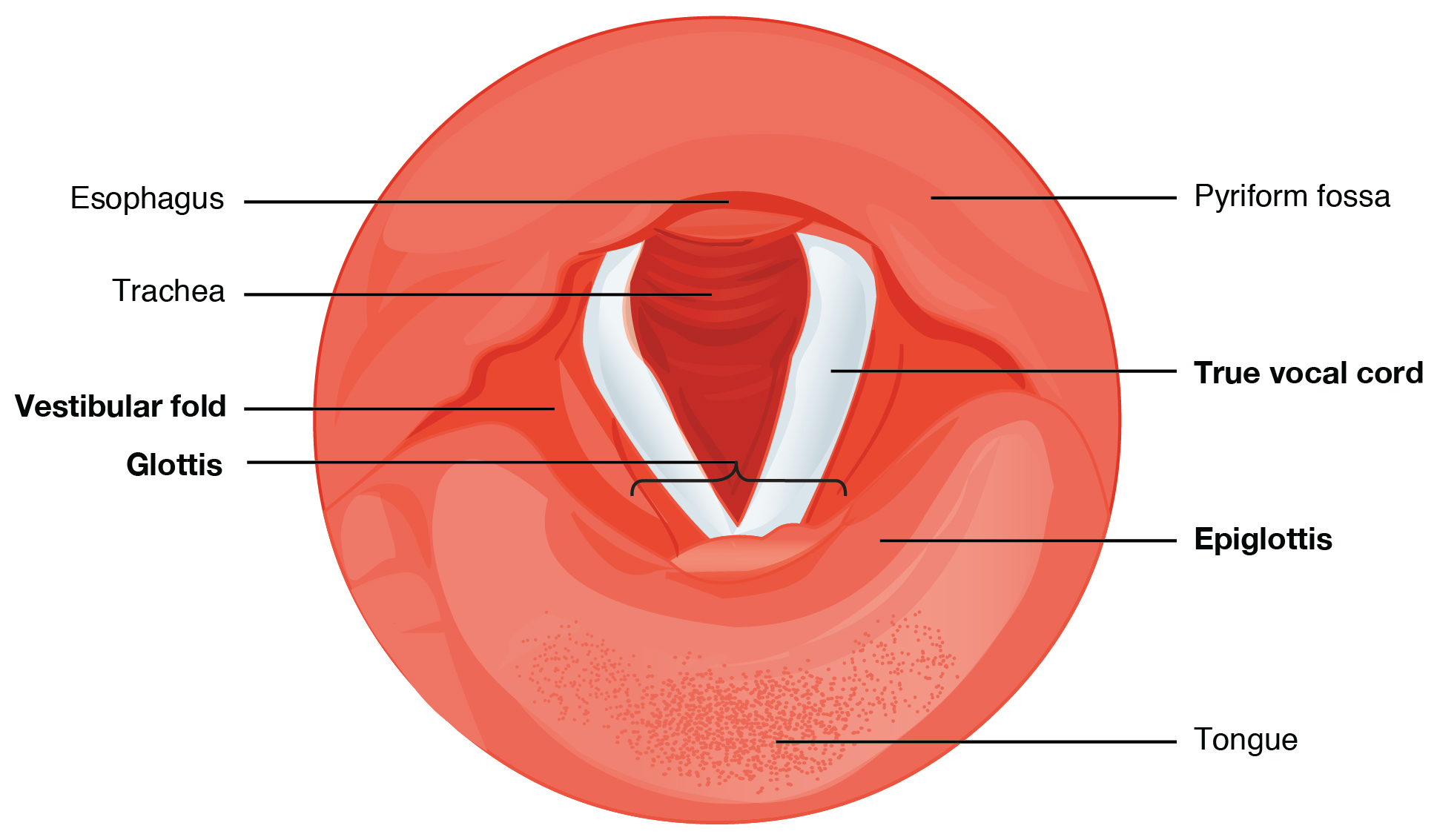 The true vocal cords and vestibular folds of the larynx are viewed inferiorly from the laryngopharynx. This diagram shows the cross section of the larynx. The different types of cartilages are labeled.