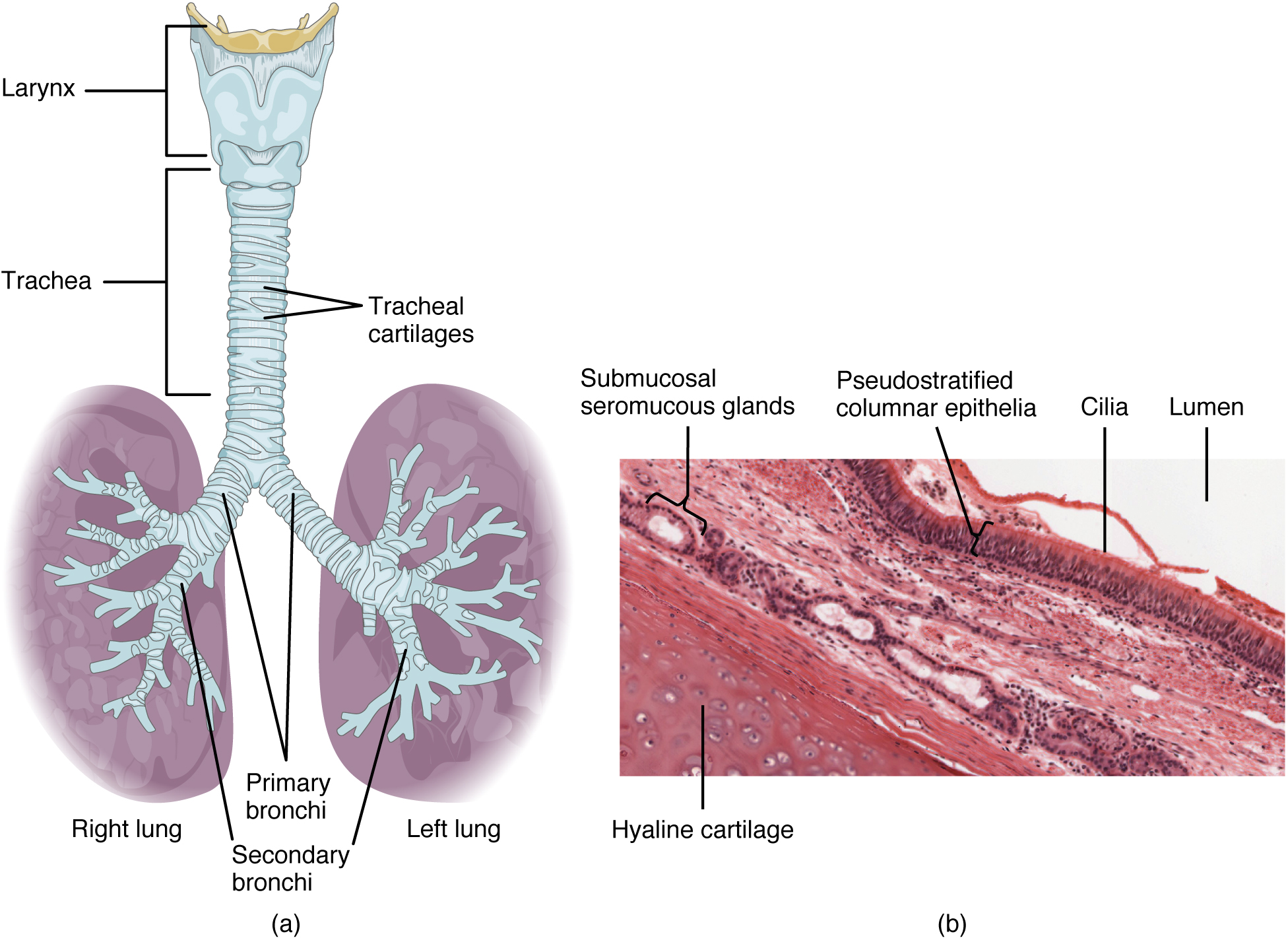 (a) The tracheal tube is formed by stacked, C-shaped pieces of hyaline cartilage. (b) The layer visible in this cross-section of tracheal wall tissue between the hyaline cartilage and the lumen of the trachea is the mucosa, which is composed of pseudostratified ciliated columnar epithelium that contains goblet cells. LM × 1220. (Micrograph provided by the Regents of University of Michigan Medical School © 2012) The top panel of this figure shows the trachea and its organs. The major parts including the larynx, trachea, bronchi, and lungs are labeled.