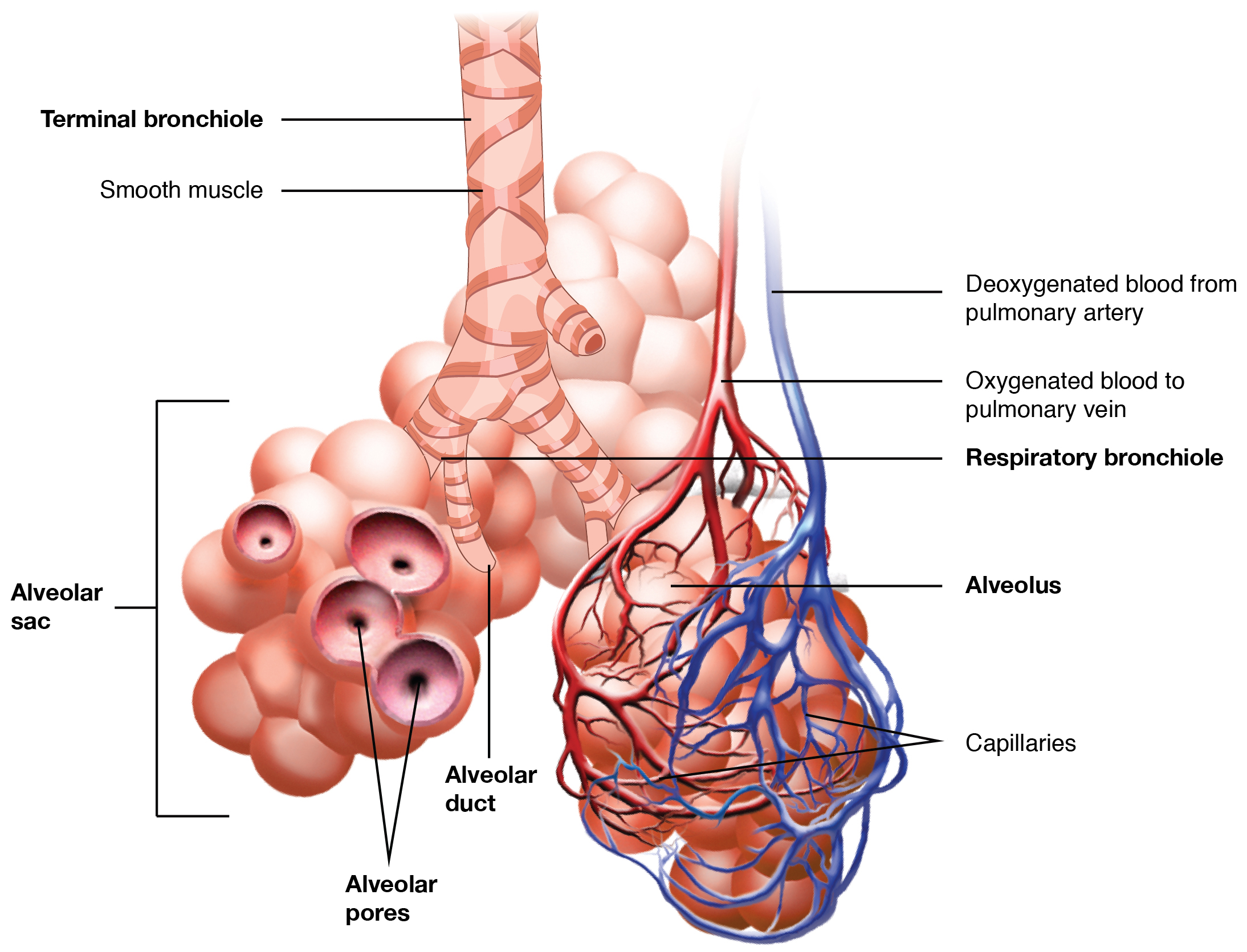 Bronchioles lead to alveolar sacs in the respiratory zone, where gas exchange occurs. This image shows the bronchioles and alveolar sacs in the lungs and depicts the exchange of oxygenated and deoxygenated blood in the pulmonary blood vessels.
