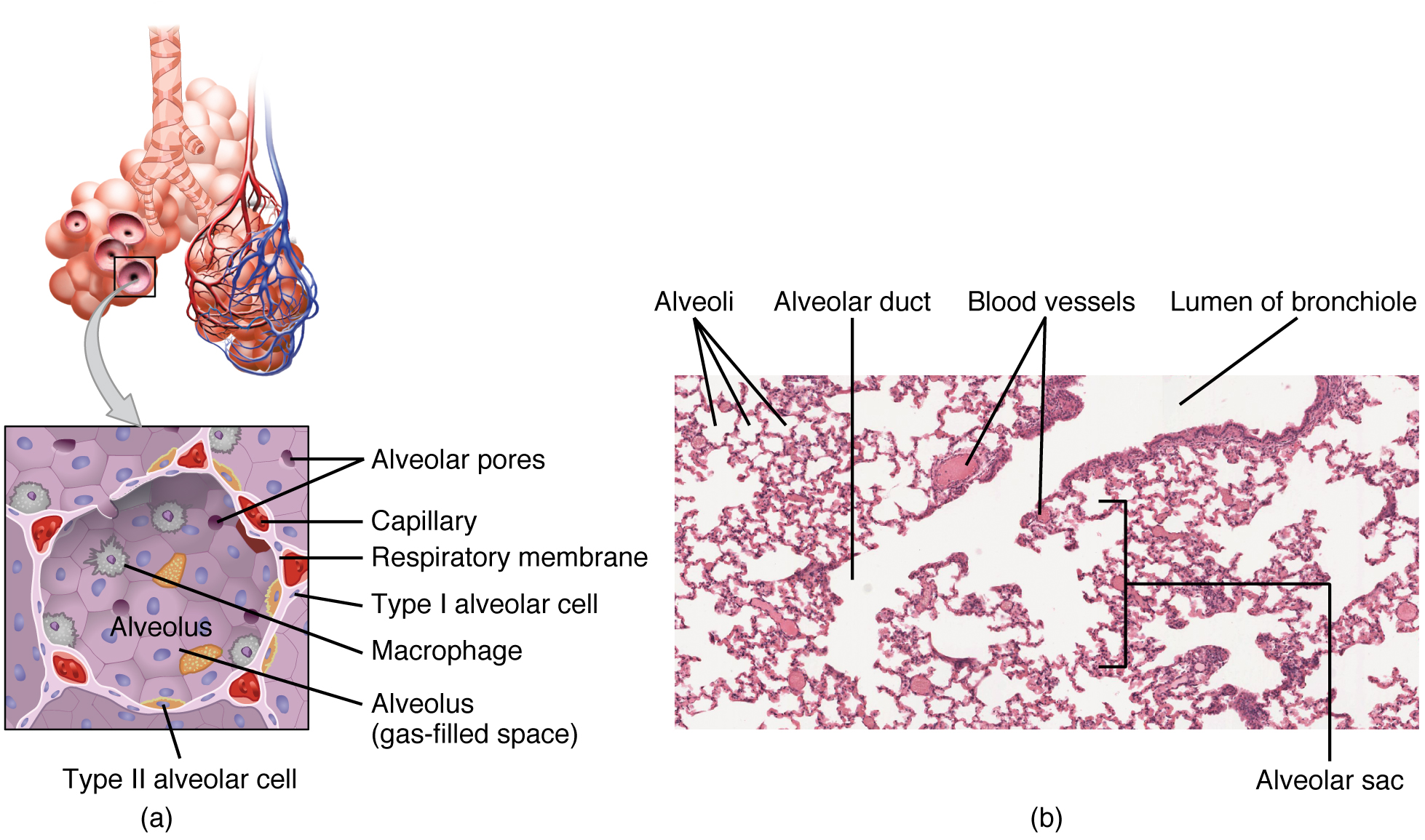 (a) The alveolus is responsible for gas exchange. (b) A micrograph shows the alveolar structures within lung tissue. LM × 178. (Micrograph provided by the Regents of University of Michigan Medical School © 2012) This figure shows the detailed structure of the alveolus. The top panel shows the alveolar sacs and the bronchioles. The middle panel shows a magnified view of the alveolus, and the bottom panel shows a micrograph of the cross section of a bronchiole.